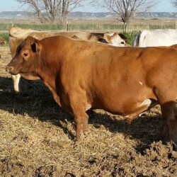 Dexter-Corner-Avitus-Conventional-446