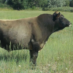 Dexter-Corner-Boy-George-Heifer-Sexed-528