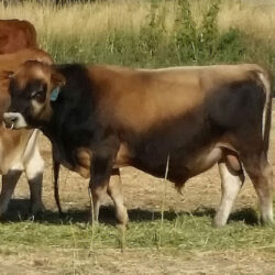 Echo-Valley-Farm-Jameson-A2A2-Conventional-feat-prod-529