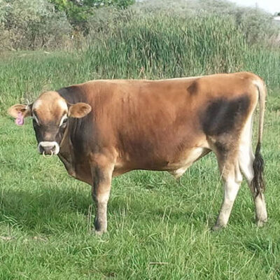 GJ-Romeo-Conventional-593