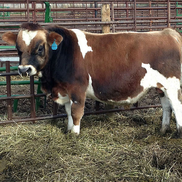 Sure-Shot-Ambassador-A2A2-Heifer-Sexed-feat-prod-594