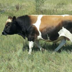 Sure-Shot-Hocus-Pocus-Heifer-Sexed-529