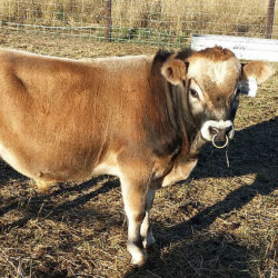 Sure-Shot-Legend-Heifer-Sexed-feat-prod-444