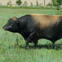 WR-Maybejustalittlebull-Conventional-526