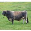 Taylor's Moonshine Man A2A2- Conventional Only