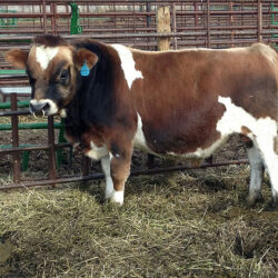 Sure-Shot-Ambassador-A2A2--Reference-Sire-feat-prod-594