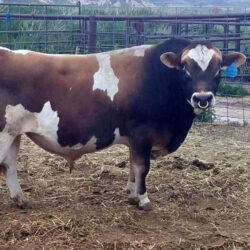 Sure-Shot-Southern-Comfort-A2A2-Reference-Sire-817