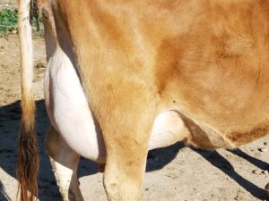Dam’s udder as a young cow.