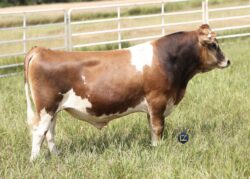 Sure Shot Billy The Kid A2A2