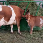 DOB: 6/6/2012. Sire:Hester's Ruda. Dam: Annette's Angel. Betacasein A1A1, Chondrodysplasia free. Angel's Painted Lady