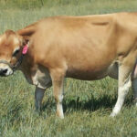DOB 8/2/2010. Sire: DC Lolami. Dam: DC Dottie Luv. Veterinary Certified 40 inch cow. Registered International Miniature Cattle Breeders Society. Angelina is a young and upcoming cow. We are looking forward to seeing her mature. She has a lovely udder and very high cream content to her milk. A1A1 beta-casein. Chondroplasia free. Homozygous polled. High Altitude Certified. Calved a beautiful heifer in May 2015. Butter Cream Corner Angelina Luv