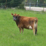 DOB 3/10/2010. Registered International Minaiture Cattle Association. Veterinary Certified 39 inch cow. Sire: GJ Johnny Bob. Dam: Peach Blossom. Betacasein A1A2. Chondrodysplasia negative. Polled. High Altitude Certified. Very small cow with a perfect udder. Calved a beautiful heifer in May 2015. Butter Cream Corner Tinkerbell