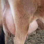 DOB 3/10/2010. Registered International Minaiture Cattle Association. Veterinary Certified 39 inch cow. Sire: GJ Johnny Bob. Dam: Peach Blossom. Betacasein A1A2. Chondrodysplasia negative. Polled. High Altitude Certified. Very small cow with a perfect udder. Calved a beautiful heifer in May 2015. Butter Cream Corner Tinkerbell