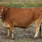 DOB 4/25/2011. Sire: Bedrock's Reno Dam: Dexter Corner Tiny Luv. Betacasein A1A1. Chondrodysplasia. Dexter Corner Lotta Luv