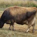 DOB: 9/11/2011. Sire: Dexter Corner Boy George Dam: Meadow Beauty's Daisy. Calved a bull 10/2015. Dexter Corner Memory Lane