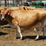 DOB 6/11/2012. Sire: Dexter Corner Boy George Dam: Dexter Corner Tiny Luv. Betacasein A1A1, Chondrodysplasia free. Dexter Corner Milady Luv