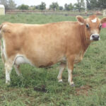 DOB 4/15/2009. Registered with International Miniature Cattle Breeds Registry. Shirley is a Veterinary Certified 40 inch cow. She has a lovely udder. Peak production 4 gallons. A1A2 Beta-casein. Chondroplasia Free. Horned. High Altitude Certified. Sire: GJ Johnny Bob Dam: Purebred Midsize Jersey Cow. Shirley is due for a winter 2015 calf. Dexter Corner Shirley Rose
