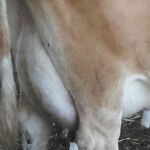 DOB 4/15/2009. Registered with International Miniature Cattle Breeds Registry. Shirley is a Veterinary Certified 40 inch cow. She has a lovely udder. Peak production 4 gallons. A1A2 Beta-casein. Chondroplasia Free. Horned. High Altitude Certified. Sire: GJ Johnny Bob Dam: Purebred Midsize Jersey Cow. Shirley is due for a winter 2015 calf. Dexter Corner Shirley Rose