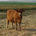 DOB: 7/15/2013. Sire: Dexter Corner Dunkin Dam: Dexter Corner Daisy. Betacasein, Chondrodysplasia free. Full Moon Farm Sweet Tea