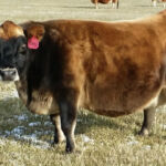 DOB 6/26/2001. Registered with the International Miniature Cattle Breeds Registry. She is a 39 inch cow. She has a lovely high and tightly attached udder for a 13 year old cow. A1A1 beta-casein. Chondroplasia free. Homozygous polled. High Altitude Certified. Sire: DC Little Joe Dam: DC Star. Peak production 4 gallons. Meadow Beauty's Daisy