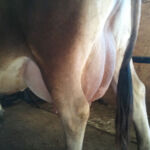 DOB 6/26/2001. Registered with the International Miniature Cattle Breeds Registry. She is a 39 inch cow. She has a lovely high and tightly attached udder for a 13 year old cow. A1A1 beta-casein. Chondroplasia free. Homozygous polled. High Altitude Certified. Sire: DC Little Joe Dam: DC Star. Peak production 4 gallons. Meadow Beauty's Daisy