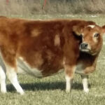 Fancy is a 6 year old cow. Sire: DC Billy Jack. Dam: Meadow Beauty's Daisy. Veterinary Certified 37 inch cow. Registered International Miniature Cattle Breeders Society. Fancy is a very sweet natured cow and reminds us of her mother pictured higher up on this page. Lovely udder, great producing cow. A1A2 beta-casein. Chondroplasia free. Homozygous polled. Hi Altitude Certified. Bred for a late summer 2015 calf. Meadow Beauty's Fancy