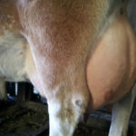 Fancy is a 6 year old cow. Sire: DC Billy Jack. Dam: Meadow Beauty's Daisy. Veterinary Certified 37 inch cow. Registered International Miniature Cattle Breeders Society. Fancy is a very sweet natured cow and reminds us of her mother pictured higher up on this page. Lovely udder, great producing cow. A1A2 beta-casein. Chondroplasia free. Homozygous polled. Hi Altitude Certified. Bred for a late summer 2015 calf. Meadow Beauty's Fancy