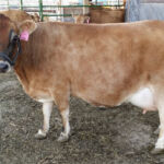 DOB 8/15/2007. Registered American Miniature Cattle Association. 42 inch cow. Sire: Rocking Robin George. Dam: Chamber's Christie. Betacasein A1A1. Chondrodysplasia free. Beautiful uddered cow. RGF Boots