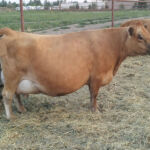 DOB 3/2009. Sire: Ochwilla Hill Conan Dam: Ochwilla Hill Ezzie. Registered with International Miniature Cattle Association. Alia is a Veterinarian Certified 39 inch cow. A1A2 beta-casein. Chondroplasia free. Polled. High Altitude Certified. Peak production 3 gallons. Bred for a fall 2015 calf. Sure Shot Alia