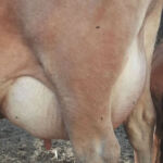 DOB 3/2009. Sire: Ochwilla Hill Conan Dam: Ochwilla Hill Ezzie. Registered with International Miniature Cattle Association. Alia is a Veterinarian Certified 39 inch cow. A1A2 beta-casein. Chondroplasia free. Polled. High Altitude Certified. Peak production 3 gallons. Bred for a fall 2015 calf. Sure Shot Alia