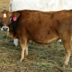 DOB 10/7/2014. Sire: Rocking Robin Tristan Dam: Sure Shot Feather. Registered International Miniature Cattle Association. Betacasein A1A1, Chondrodysplasia free. Sure Shot Cupcake