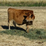 DOB 8/2014. 37 inches at 16 months. Sire: Sure Shot Ambassador Dam: Welsh Mountain Farm Emma. Registered International Miniature Cattle Association. Betacasein A2A2. Sure Shot Dickie Joe