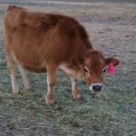 DOB 8/2014. 37 inches at 16 months. Sire: Shot Ambassador Dam: Sure Shot Elora. Betacasein A1A2. Chondrodysplasia free. Sure Shot Effie May