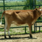 DOB 5/2014. 40 inches at 13 months. Sire: Rocking Robin Tristan Dam: Dexter Corner Fancy. Registered International Miniature Cattle Association. A2A2 Betacasein. Chondrodysplasia negative. Sure Shot Esme'