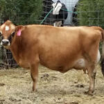 DOB 6/27/2011. Heifer. Registered International Miniature Cattle Association. Chondroplasia free. Homozygous polled. Dam: GJ Misty. Sire: GJ Jethro. A very small heifer measuring 20 inches at birth. A1A1 beta-casein. Feather is a Veterinarian Certified 39 inch cow. High Altitude Certified. Feather is bred for a Fall 2015 calf. Sure Shot Feather