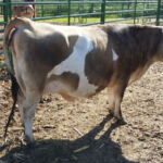 DOB 7/22/2013. Sire: Dexter Corner Boy George. Dam: Meadow Beauty's Daisy. Registered with International Miniature Cattle Association. Betacasein A1A1. Chondrodysplasia negative. Polled. Just calved a beautiful heifer in June 2015. Sure Shot Mimsey
