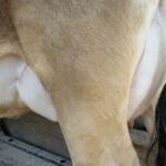 DOB 7/22/2013. Sire: Dexter Corner Boy George. Dam: Meadow Beauty's Daisy. Registered with International Miniature Cattle Association. Betacasein A1A1. Chondrodysplasia negative. Polled. Just calved a beautiful heifer in June 2015. Sure Shot Mimsey