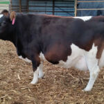 DOB: 4/1/2011. Sire: Sure Shot Captain Morgan. Dam: Sure Shot Aster. Betacasein A1A2. Chondrodysplasia free. Sure Shot Petunia