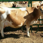 Calved a heifer June 2015. Betacasein A1A1, Chondrodysplasia free. Sure Shot Sugar Plum Faerie
