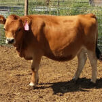 DOB 10/24/2013. Sire: Sure Shot Captain Morgan. Dam: Meadow Beauty's Daisy. Registered with International Miniature Cattle Association. Betacasein A1A2. Chondrodysplasia negative. Dehorned. Sure Shot Teddy Bear