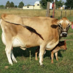 DOB 4-14-2012. Sire: Dexter Corner Franklin D. Roosevelt. Dam: Welsh Mountain Farms Bambi. Veterinary Certified 40 1/2 inch cow. Registered with International Miniature Cattle Association. Polled. A2A2 beta-casein. Chondrodysplasia carrier. High Altitude Certified. We are excited to add her to our breeding herd. Bred for a fall 2015 calf. Welsh Mountain Farm Emma